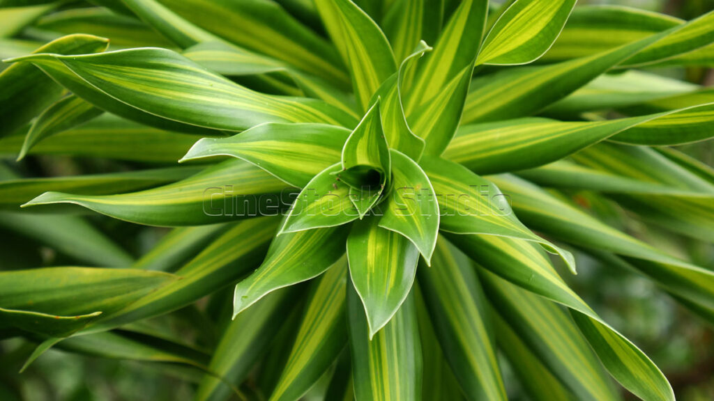 Variegated Dracaena Reflexa plant with yellow and green leaf pattern.