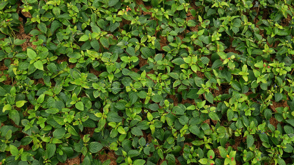 Top View Lantana Camara Green Plants with Neat Leaf Patterns.