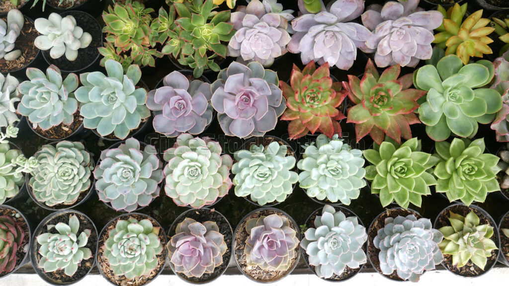 Echeveria rosette shaped Cactus and Succulents.