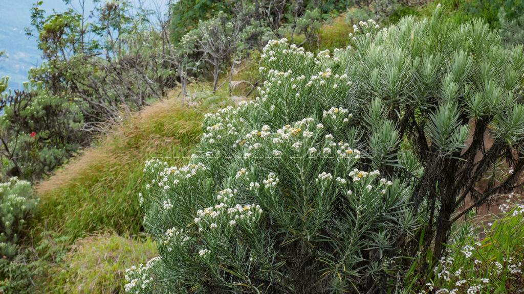 Lush Anaphalis javanica bushes covering a sunny hillside in the mountain region.