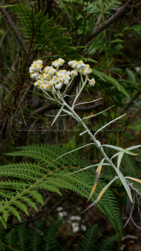 Authentic Javanese Edelweiss flowers blooming amidst ferns and mountain vegetation.