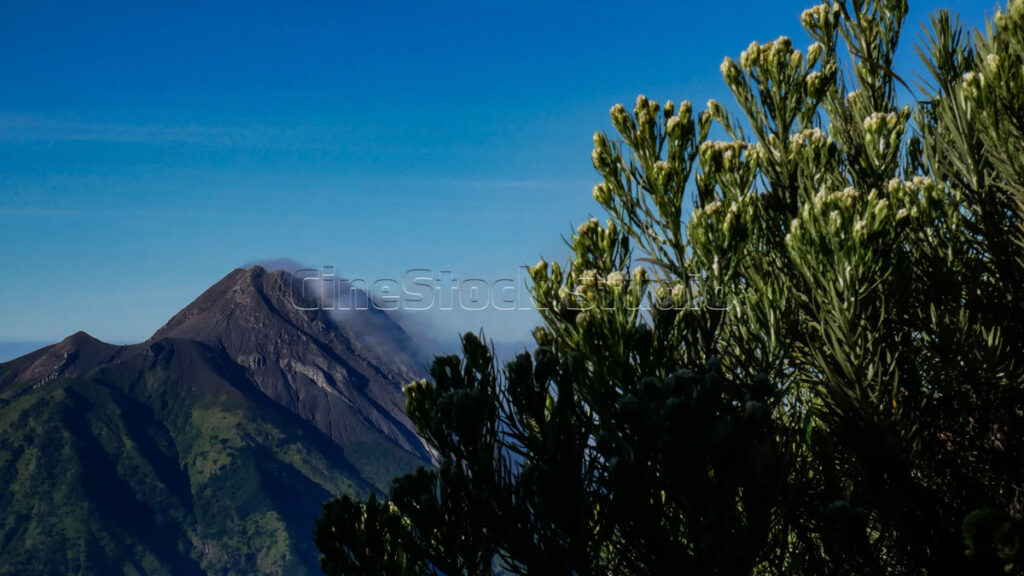 Wild Javanese Edelweiss framing the distant peak of Mount Merapi under sunlight.