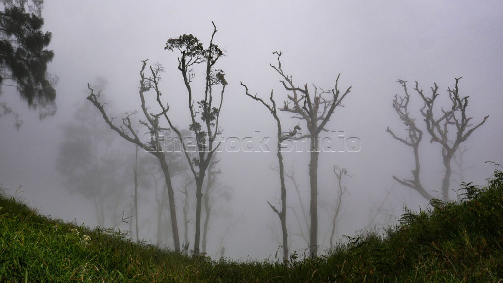 Silhouette of a dry tree with few leaves covered in thick fog.