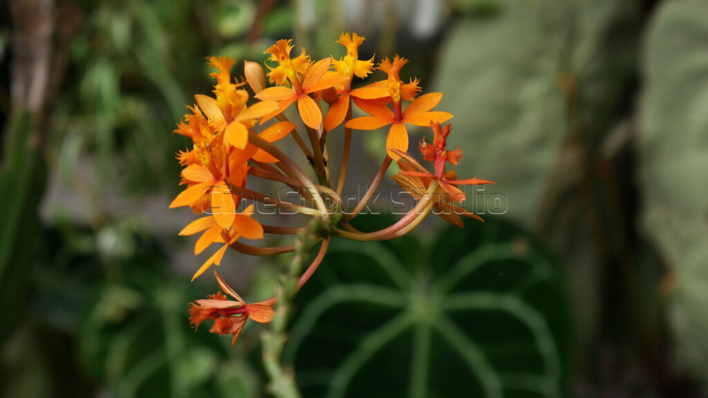 Close-up of bright orange Fire-star Orchid blossoms with a blurred green leaf background.