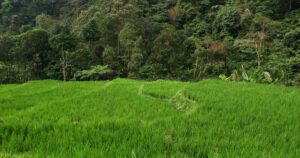 A valley of fresh green rice fields with a backdrop of a fertile tropical forest.