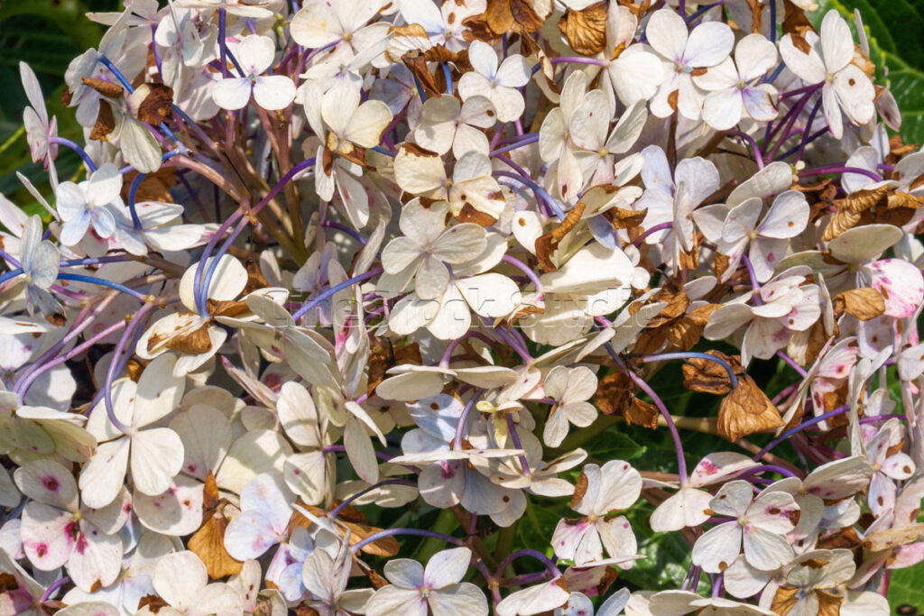 Wilted hydrangea petals showing natural decay and color fading in tropical garden.