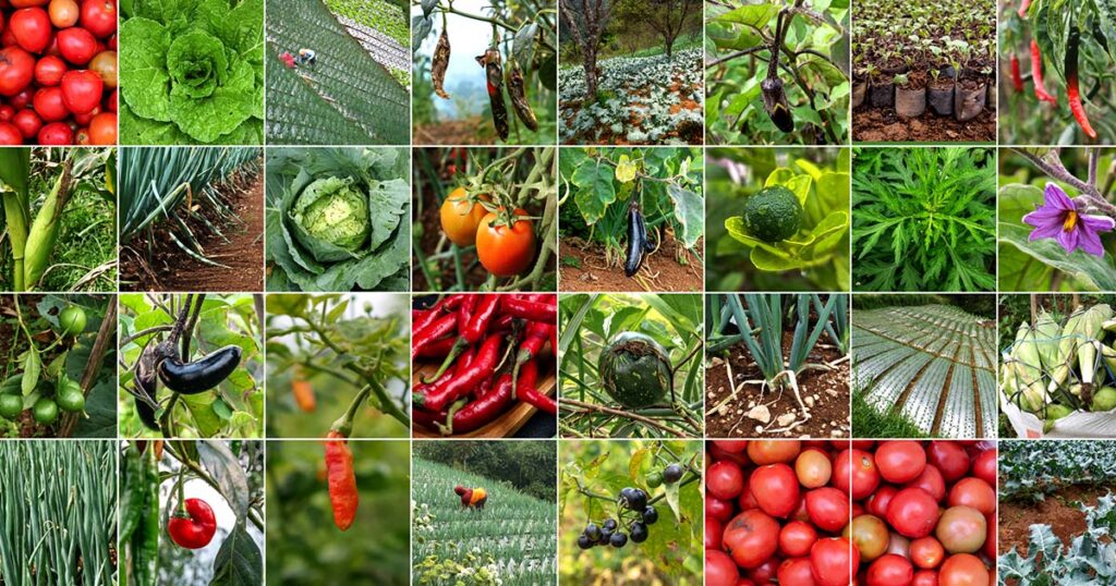 Collage Vegetable Collections