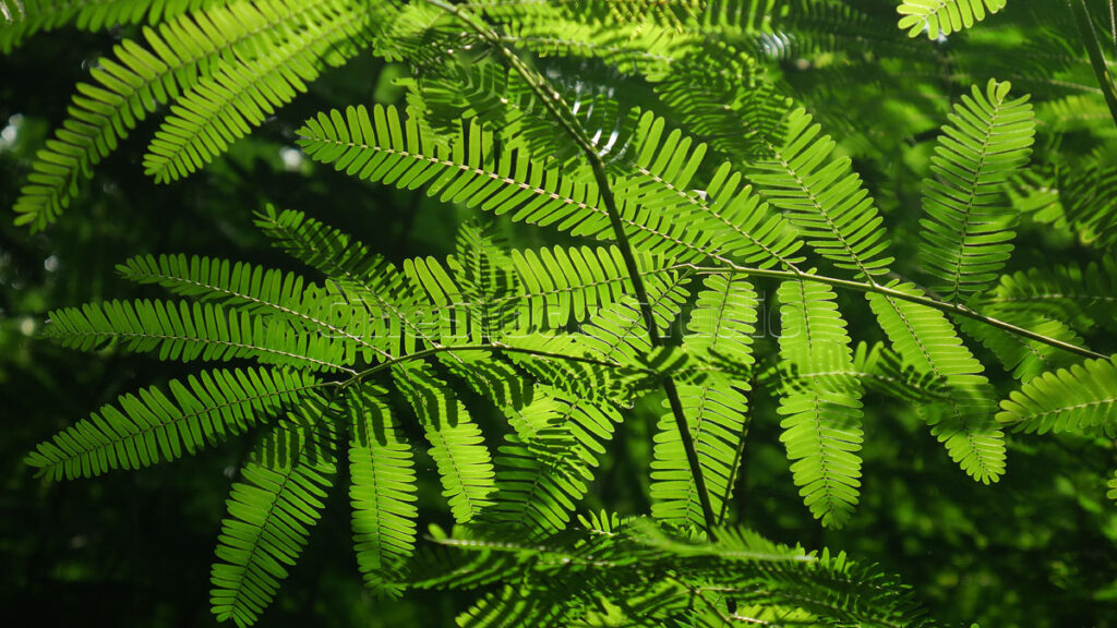 Detailed green fern leaf with symmetrical botanical pattern and texture.
