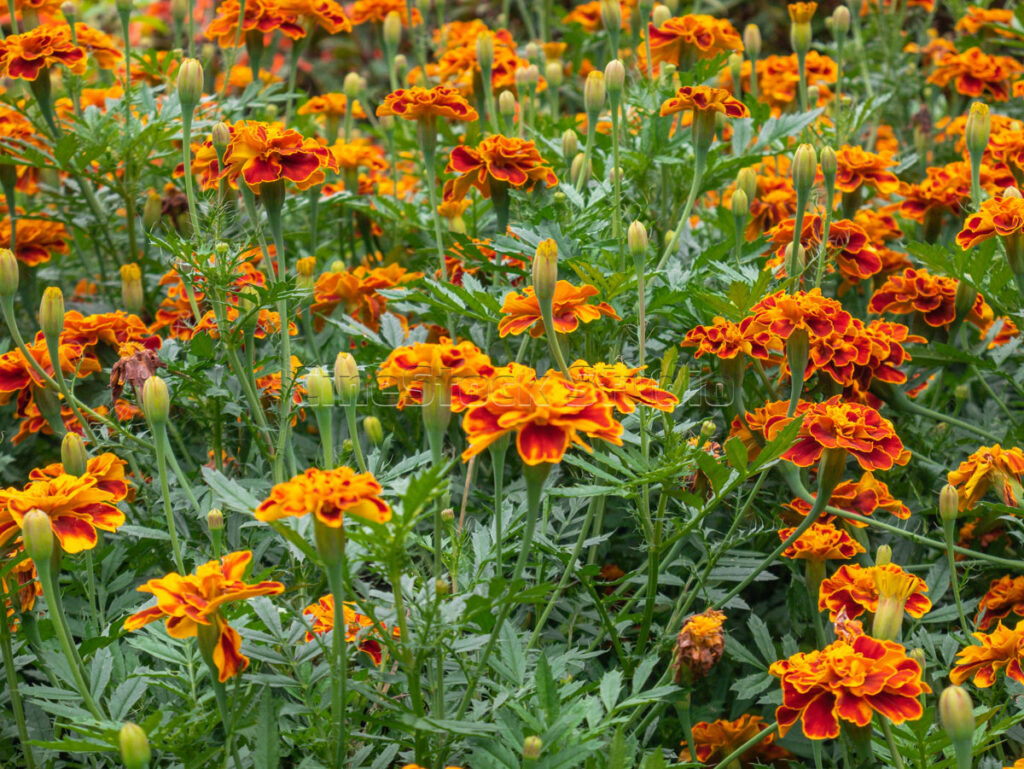 Detailed shot of French Marigold flowers with dark green foliage in the background.
