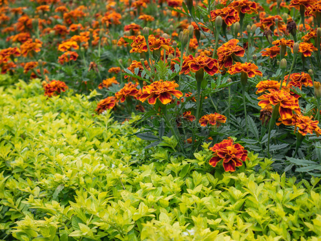 Vibrant French Marigolds mixed with light yellow groundcover plants in a park.
