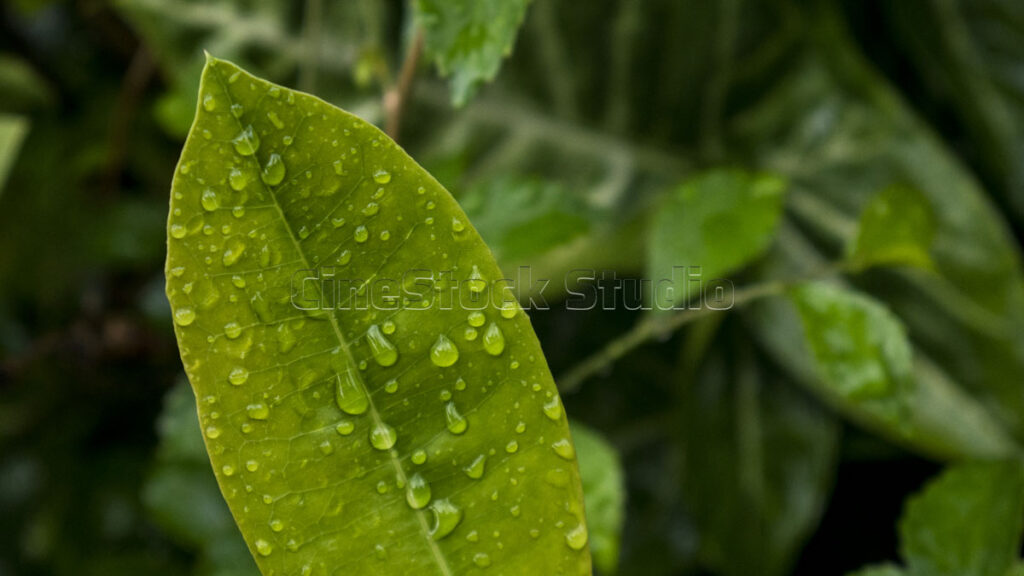 Fresh green leave with water droplets after rain.