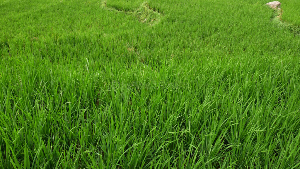 A stretch of fertile green rice fields, with neatly and densely growing rice plants, creating a refreshing view.