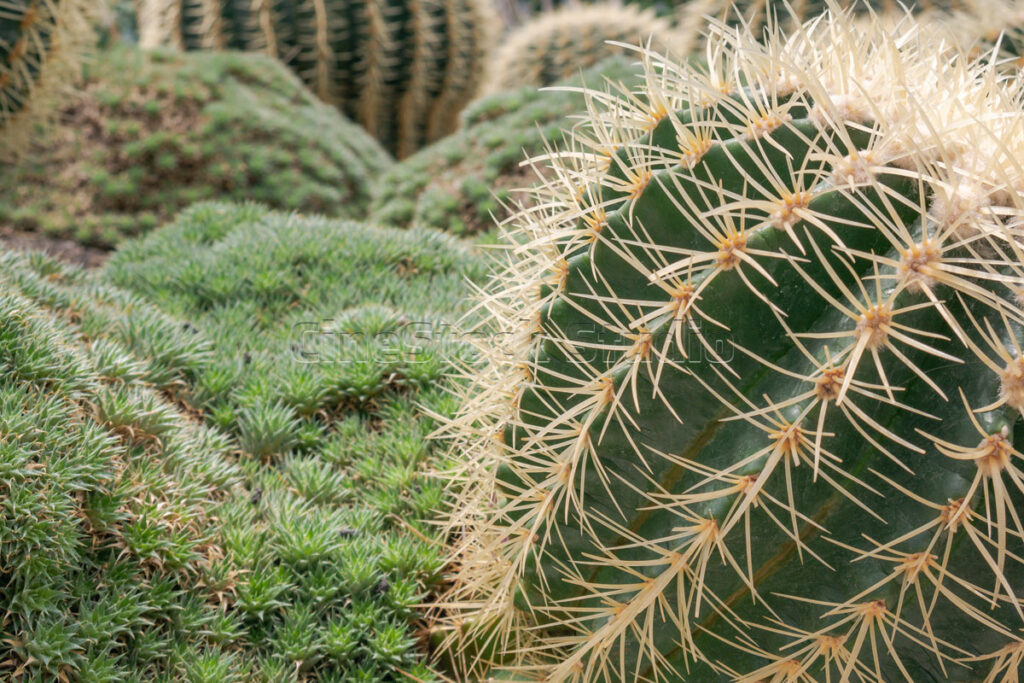 Close up of Golden Barrel Cactus and Succulents.