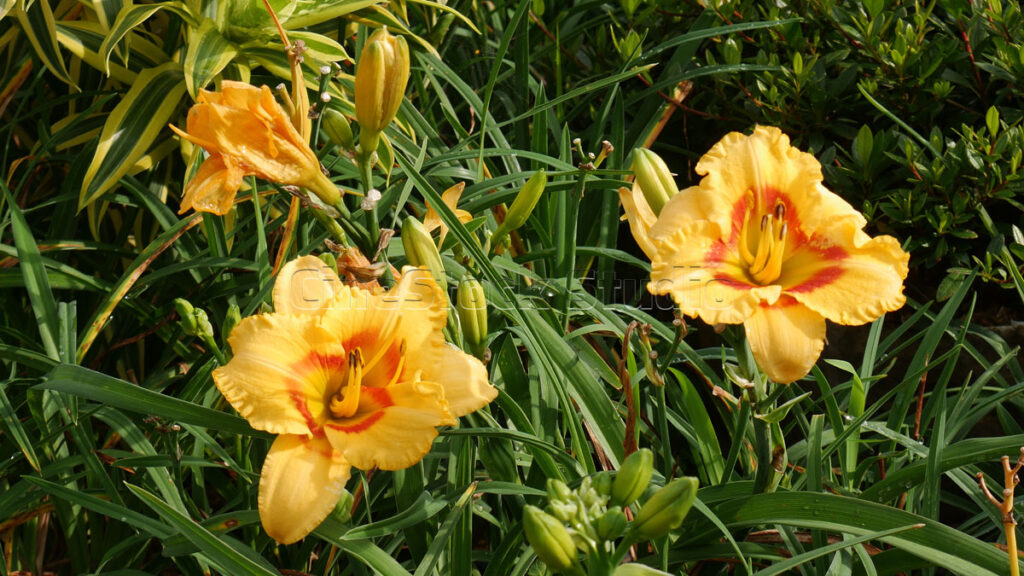 Golden yellow Daylily blooms shining under natural outdoor sunlight.