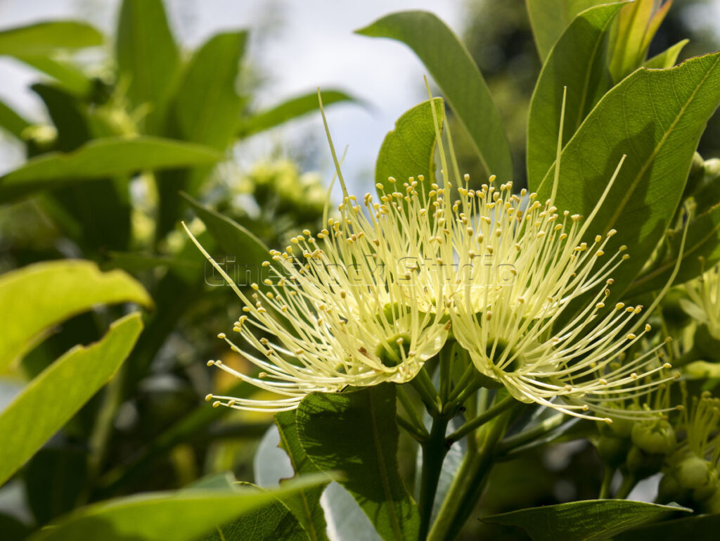 Golden Penda flowers bloom yellow with long stamens.