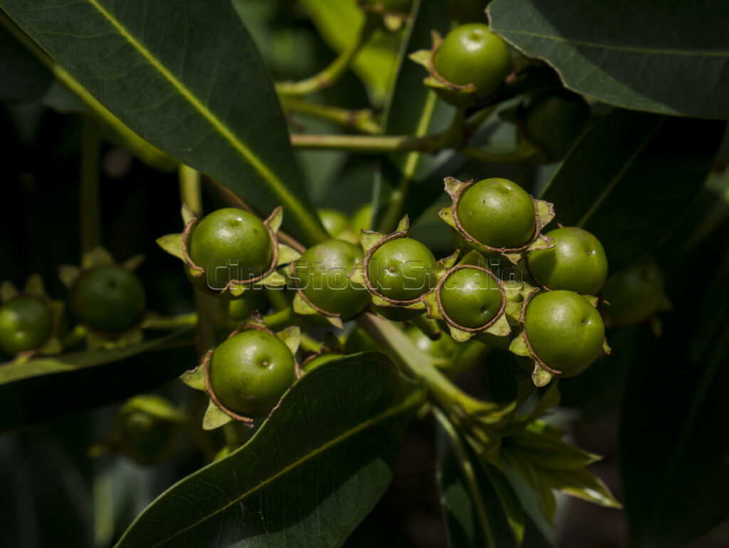 Macro shot of green Golden Penda fruit clusters developing on a leafy branch.