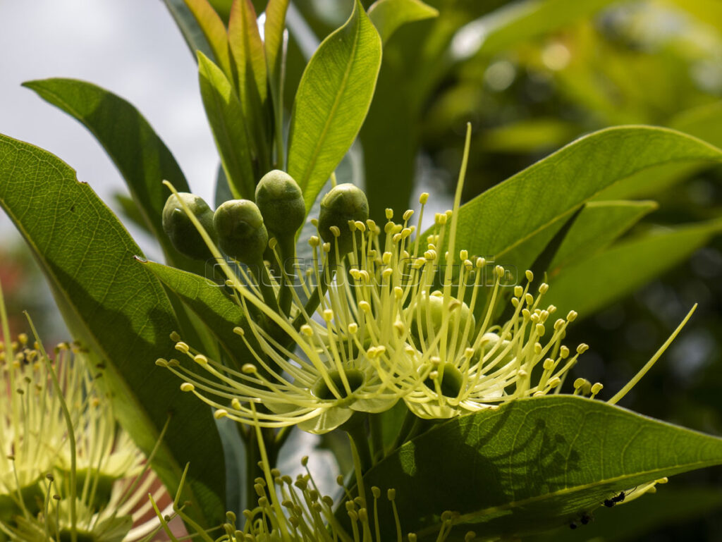 Side view of Xanthostemon chrysanthus or Golden Penda blooming amidst dark green leaves.