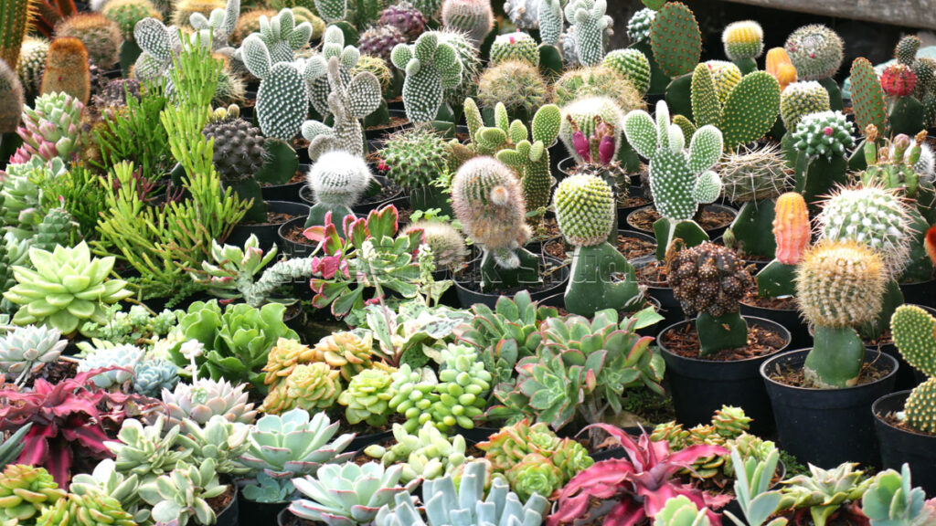 Mix of green Cactus and Succulents in a nursery.