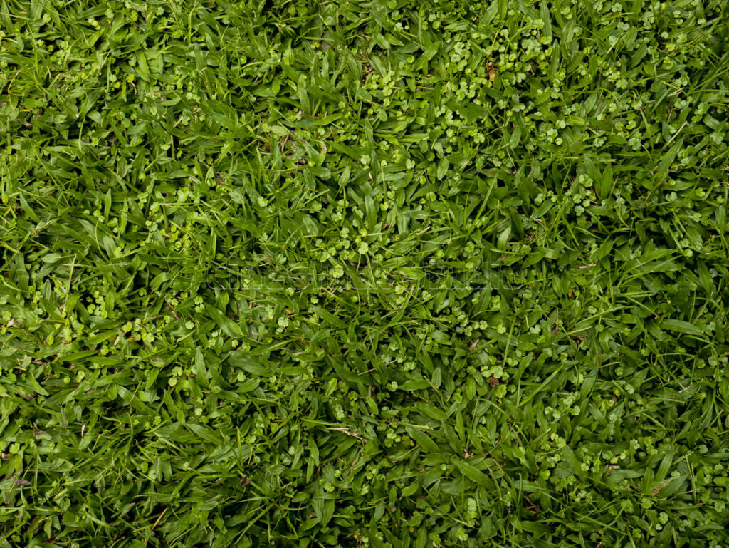 Natural green grass lawn texture background from top view.