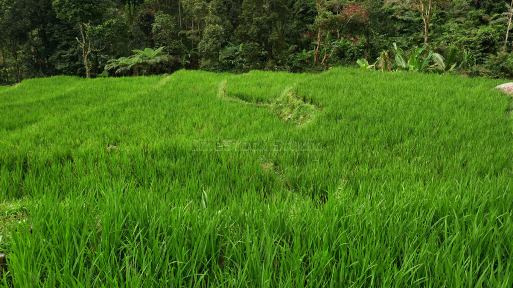 A spread of green terraced rice fields with a footpath.