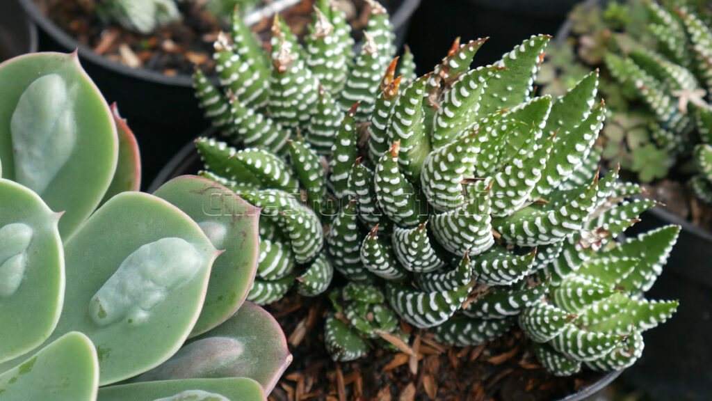 Haworthia Fasciata Zebra plant Cactus and Succulents.