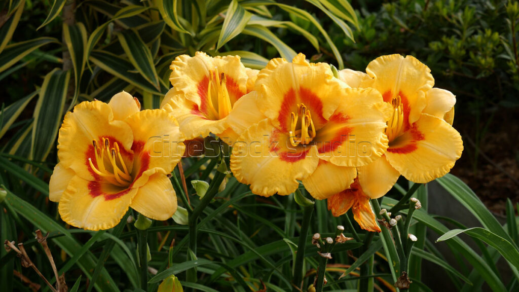 Close-up of bright orange Hemerocallis flowers with detailed petal textures.