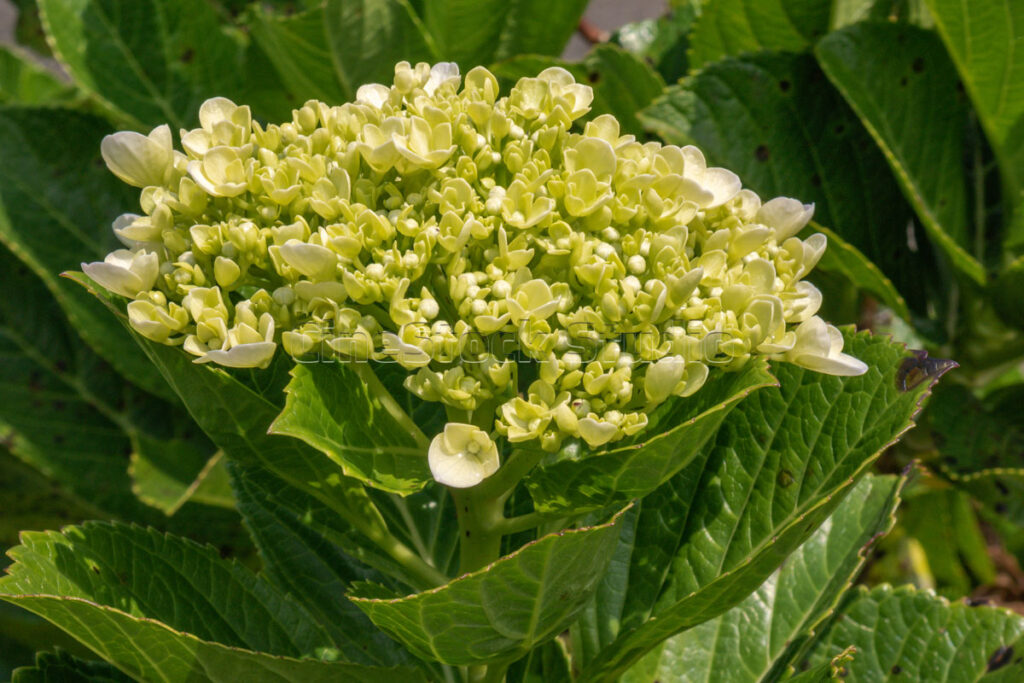Hydrangea buds growing in green foliage before blooming, tropical botanical garden.