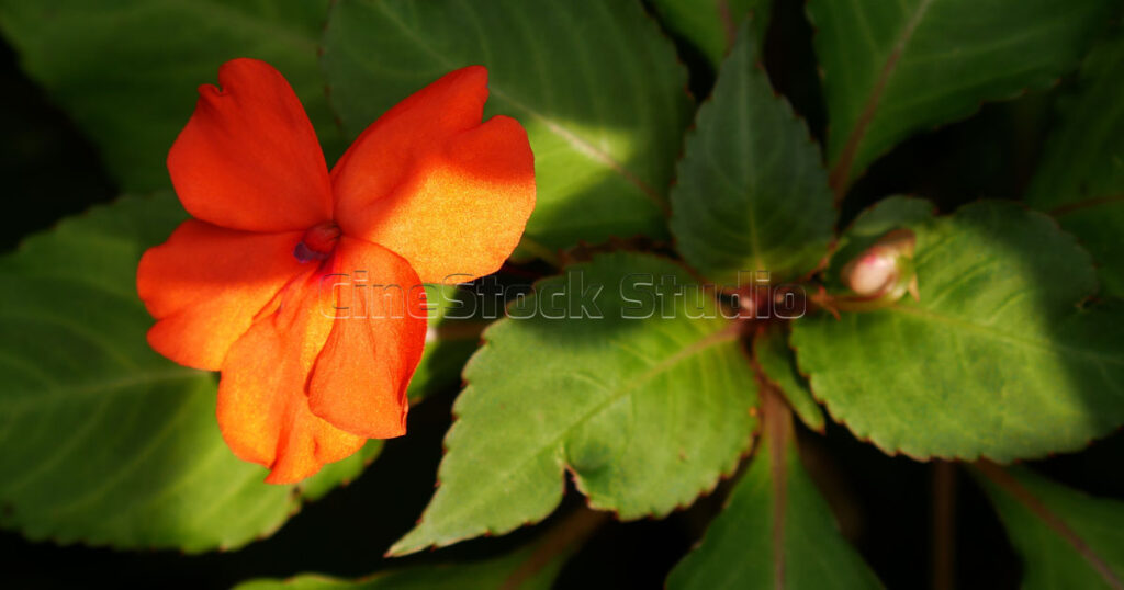 Orange Impatiens walleriana flower with dramatic natural shadows on leaves.