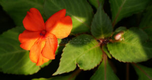Orange Impatiens walleriana flower with dramatic natural shadows on leaves.