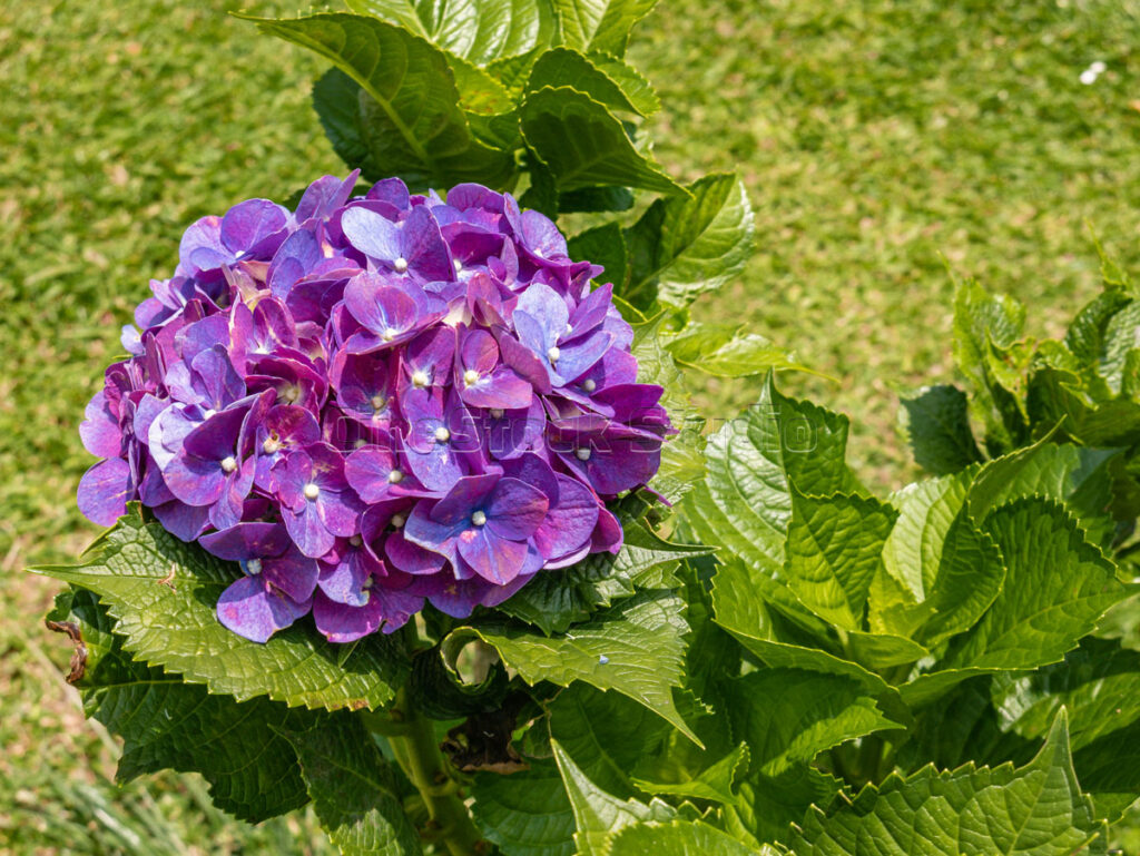 Purple hydrangea flowers blooming under sunlight in tropical botanical garden.
