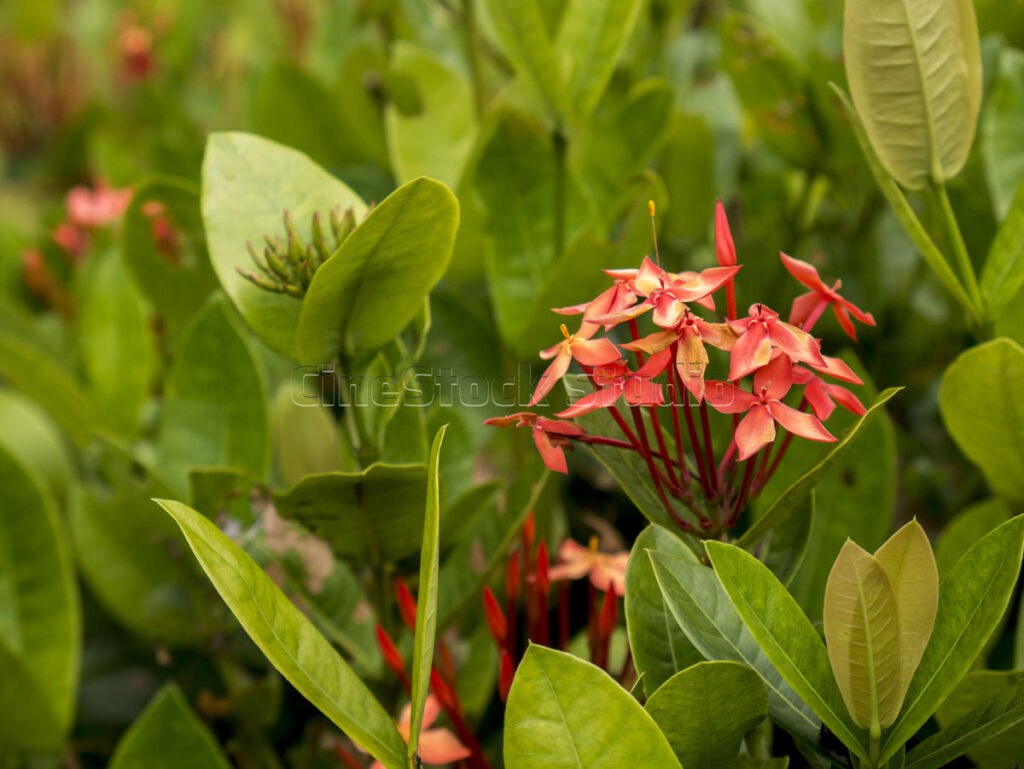 A cluster of red Ixora coccinea flowers blooming in bright outdoor light.