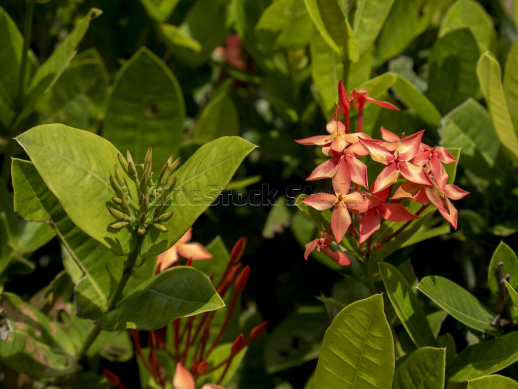 Red Ixora flowers growing between wide green leaves in natural sunlight.