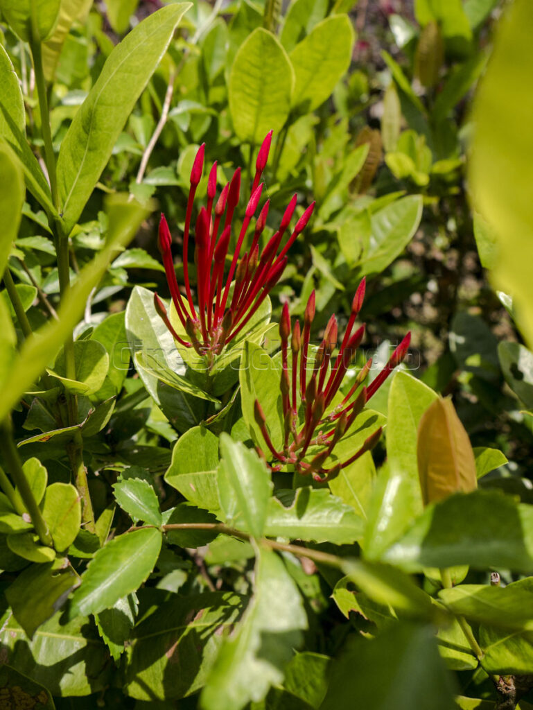 Multiple stalks of red Ixora flower buds rising vertically in a garden.