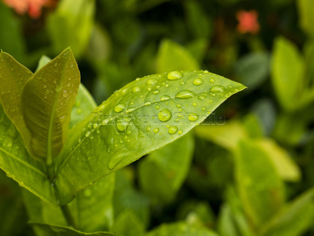 Green Ixora leaves with morning dew droplets in natural sunlight.