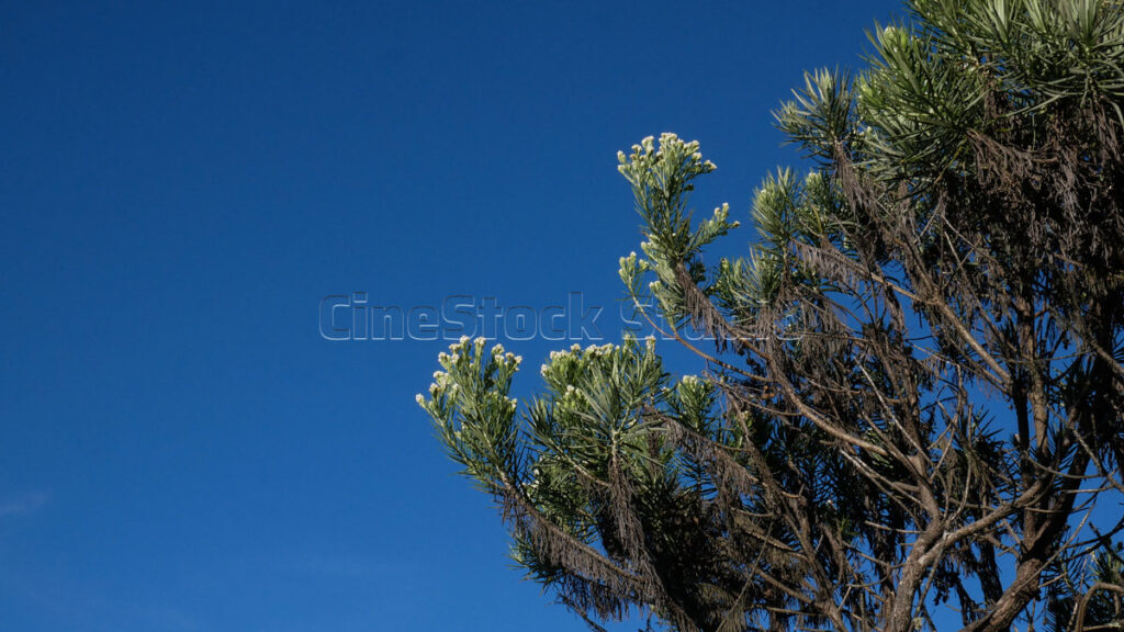 Close-up of Anaphalis javanica branches blooming against a clear deep blue sky.