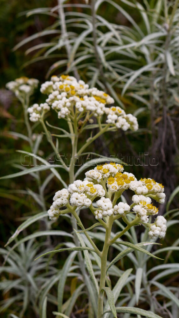 Close-up of white Javanese Edelweiss flower clusters with woolly textures in the wild.
