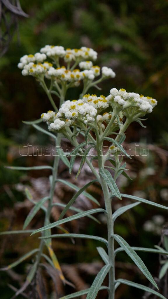 A beautiful portrait of Javanese Edelweiss flowers against a dark, natural background.