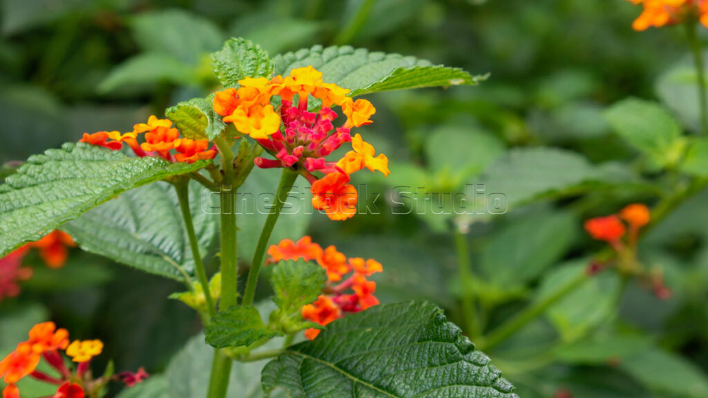 Macro Shot of Orange Lantana Camara Blossom.