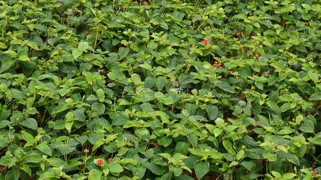 Green Lantana Camara Plants with Few Red Flowers and Fruits.