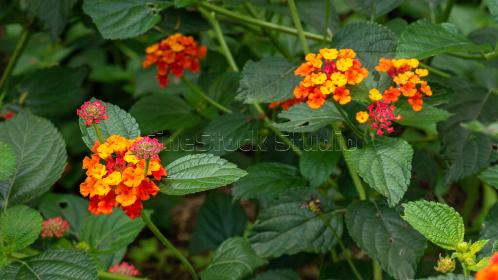 Colorful Lantana Camara Flowers in the Wild