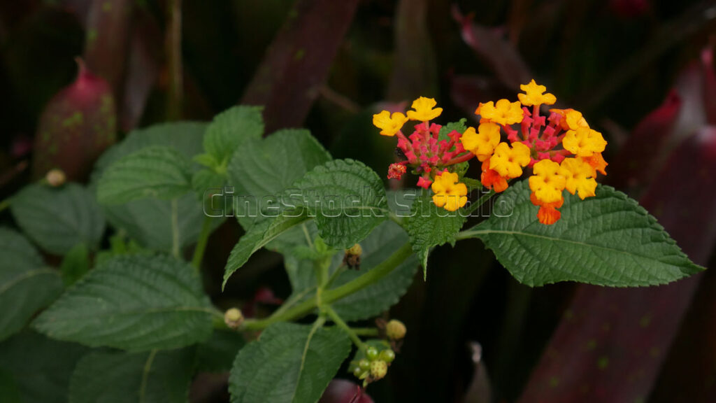 A cluster of yellow and orange Lantana camara flowers blooming on a green leafy stem.