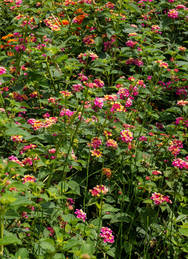 Vertical View of Lantana Camara Flower Field.