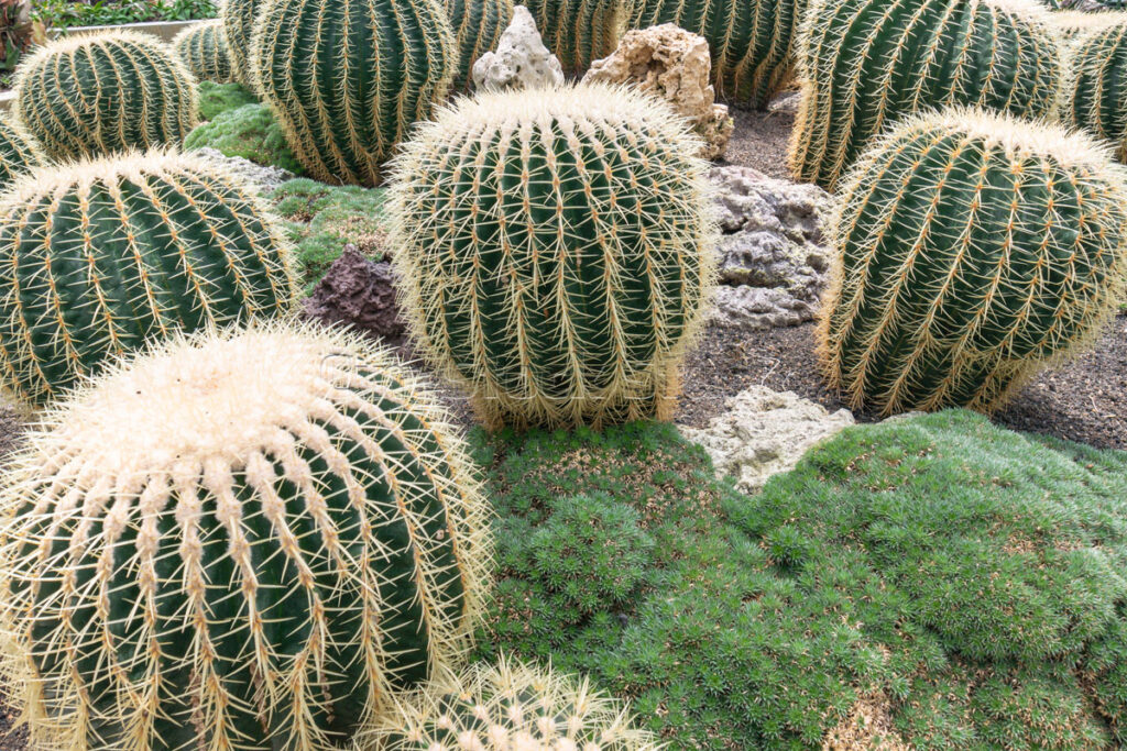 Large round Golden Barrel Cactus and Succulents.