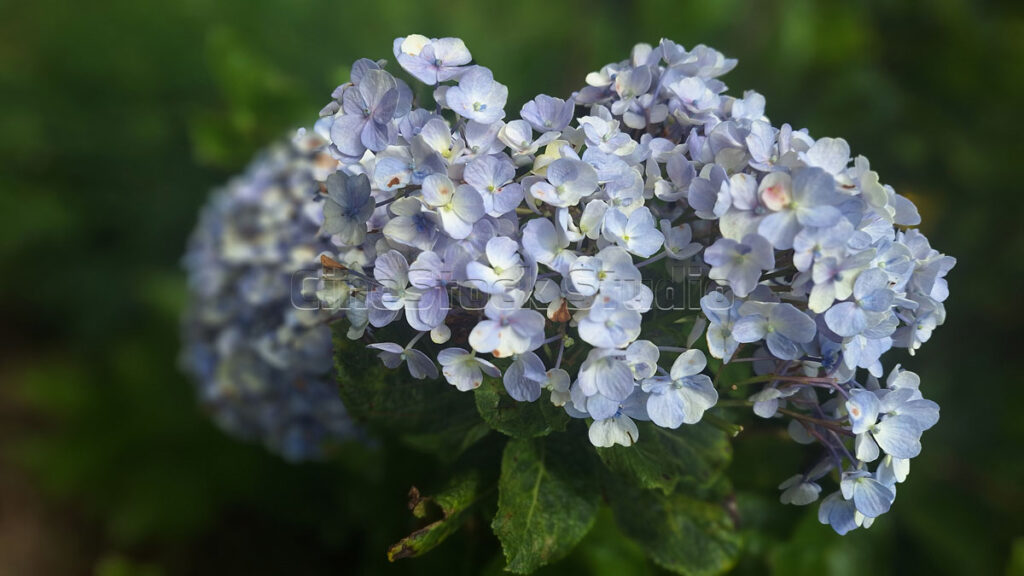 A dense cluster of light blue Hydrangea flowers blooming against dark green foliage.
