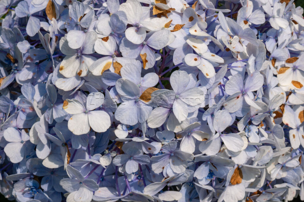 Closeup of light blue hydrangea petals in tropical botanical garden.