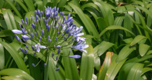A vibrant Lily of the Nile flower head captured in a wide landscape garden setting.