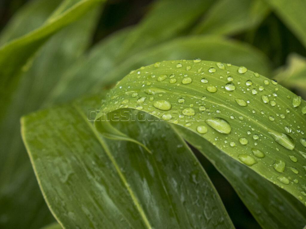 Close up of long green leaves with clear water droplets.