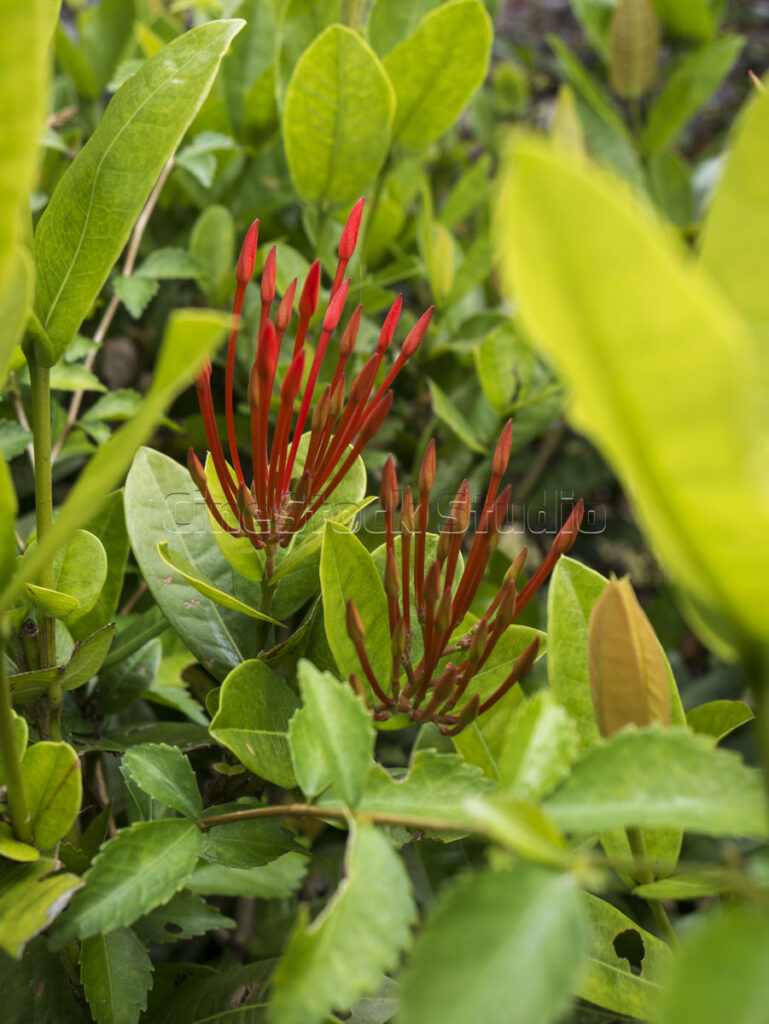 Detail of long red Ixora flower stalks with buds pointing upwards.