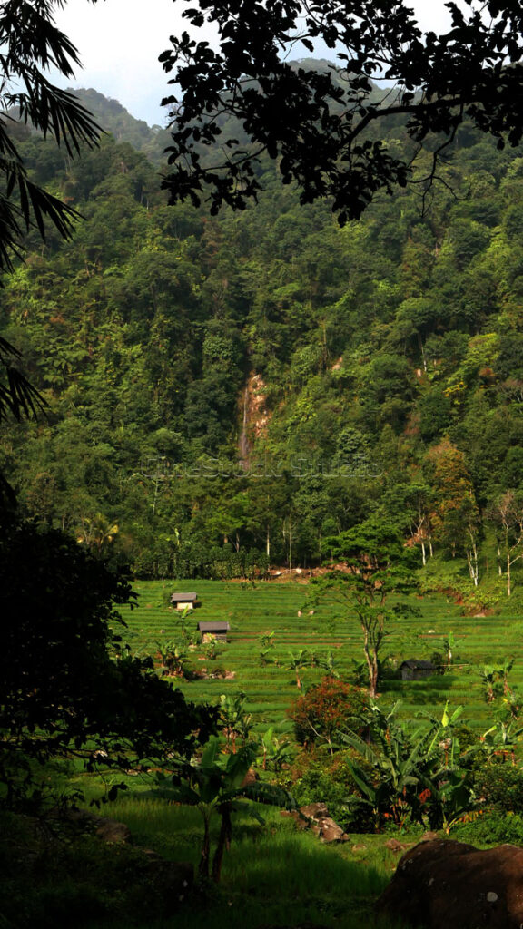 Terraced green rice fields with wooden huts and a tropical forest background.