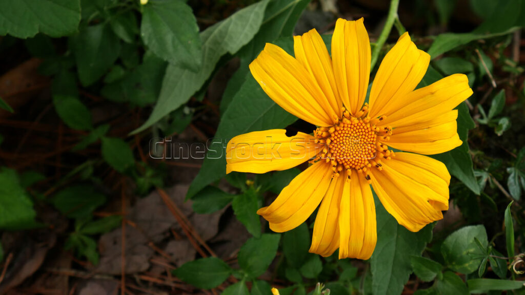 Detailed macro view of a Mexican sunflower with its vibrant orange-yellow center.